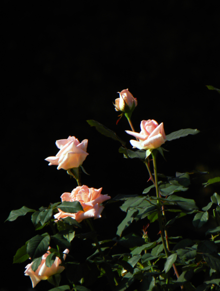 f:id:mitimama:20101018084609j:image