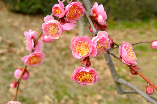 f:id:mitimama:20140226140308j:image