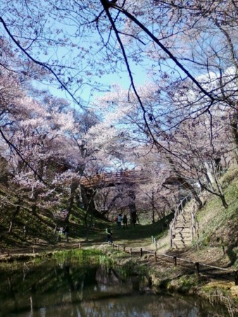 高遠城はお花見スポットとしてチートすぎる