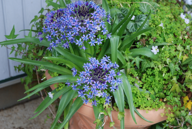 f:id:mitioyoneko:20070422130045j:image