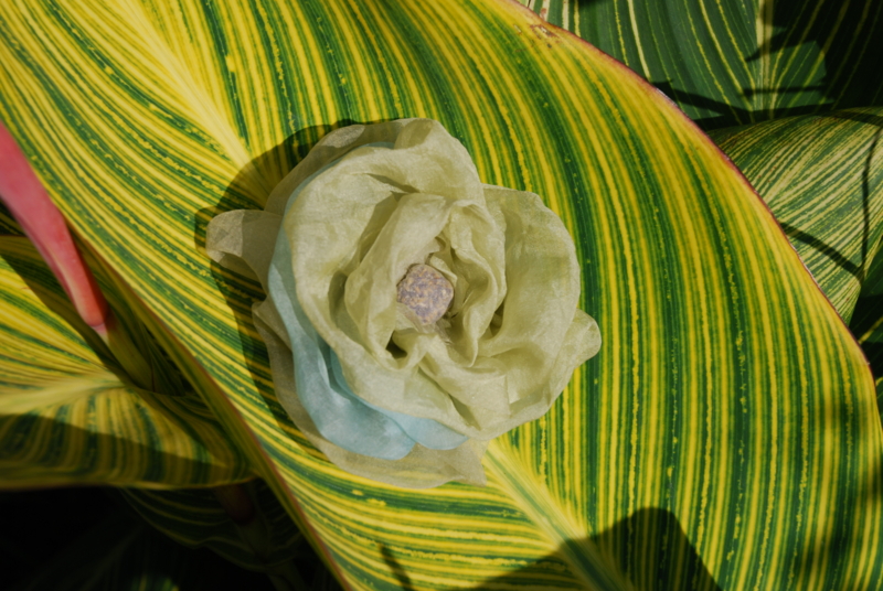 f:id:mitioyoneko:20071104123128j:image