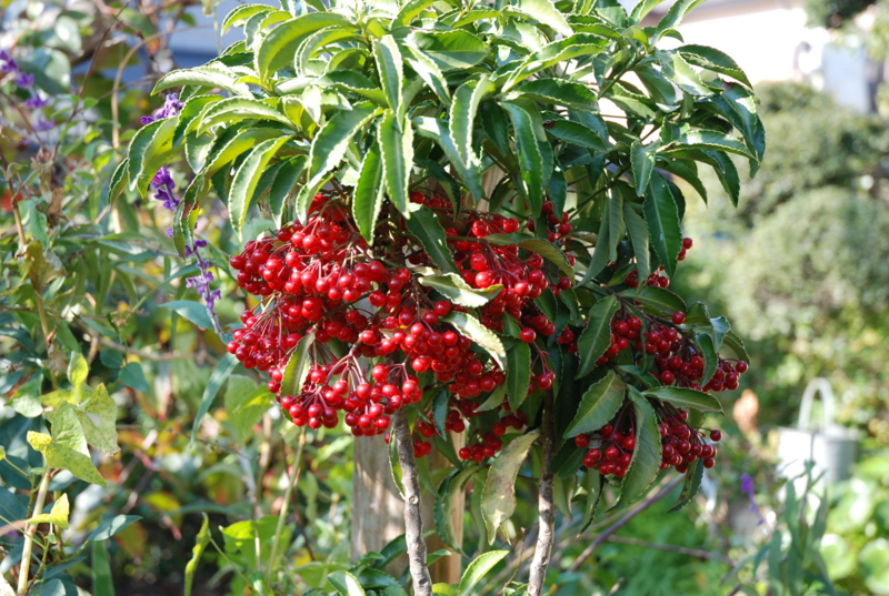 f:id:mitioyoneko:20071227111636j:image