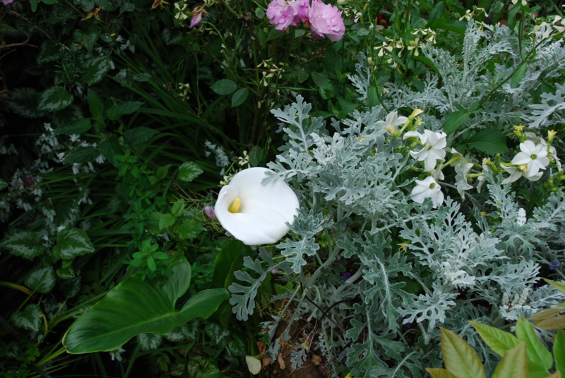 白い花 カラー 桐原春子の ハーブダイアリー