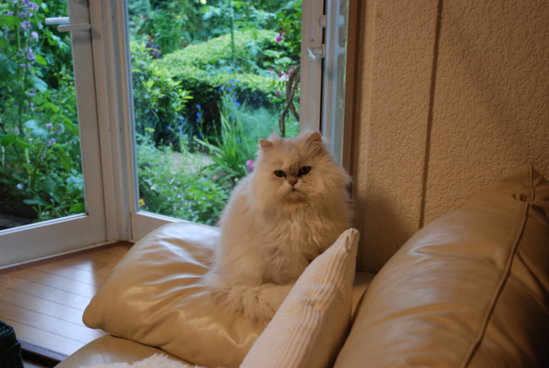 f:id:mitioyoneko:20100526160939j:image