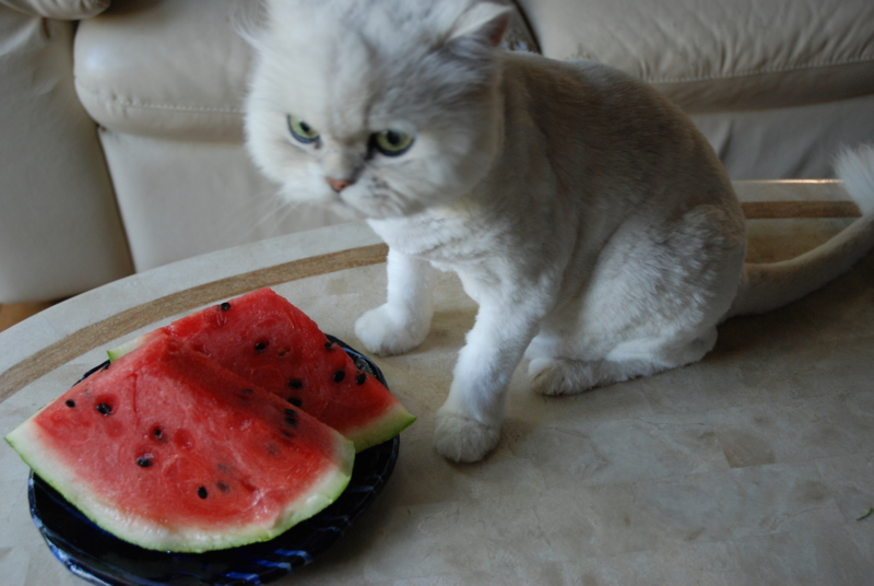 f:id:mitioyoneko:20100728170309j:image f:id:mitioyoneko:20100728170309j:image