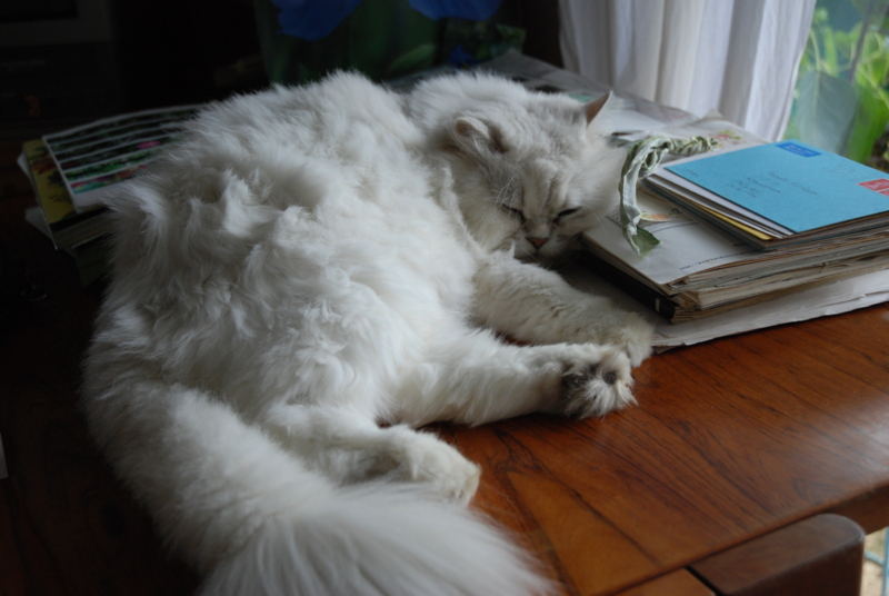 f:id:mitioyoneko:20101017124520j:image