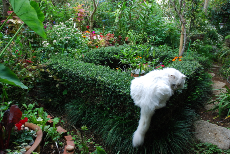 f:id:mitioyoneko:20101024101537j:image