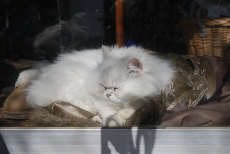 f:id:mitioyoneko:20110222110922j:image