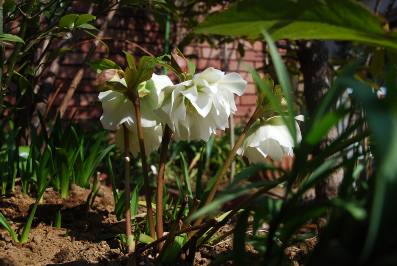 f:id:mitioyoneko:20110226134517j:image