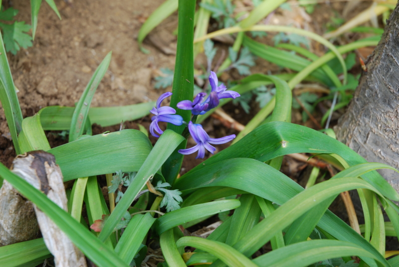 f:id:mitioyoneko:20110314115753j:image