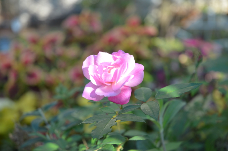 父にもらった長春薔薇 桐原春子の ハーブダイアリー