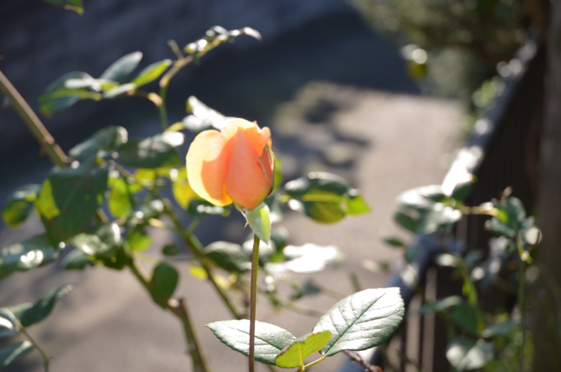 f:id:mitioyoneko:20111116141341j:image