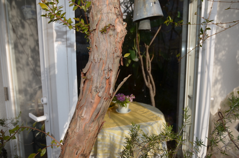 f:id:mitioyoneko:20120119085612j:image