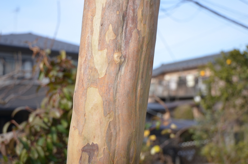 f:id:mitioyoneko:20120119085808j:image