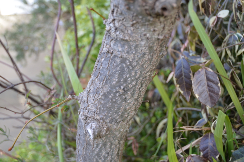 f:id:mitioyoneko:20120119085853j:image