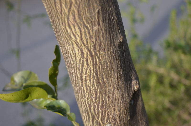 f:id:mitioyoneko:20120119090013j:image