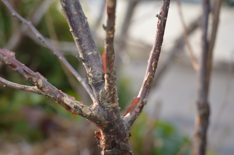 f:id:mitioyoneko:20120119090215j:image