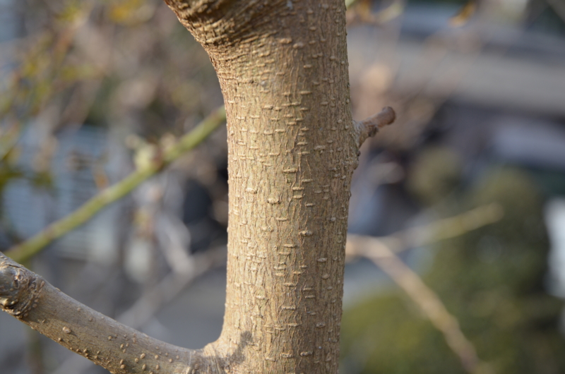 f:id:mitioyoneko:20120119090233j:image