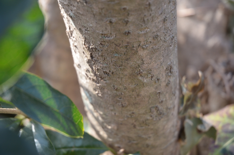 f:id:mitioyoneko:20120119090426j:image