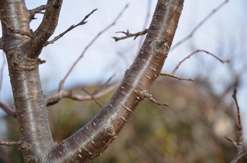 f:id:mitioyoneko:20120119090614j:image