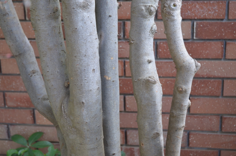 f:id:mitioyoneko:20120119090952j:image