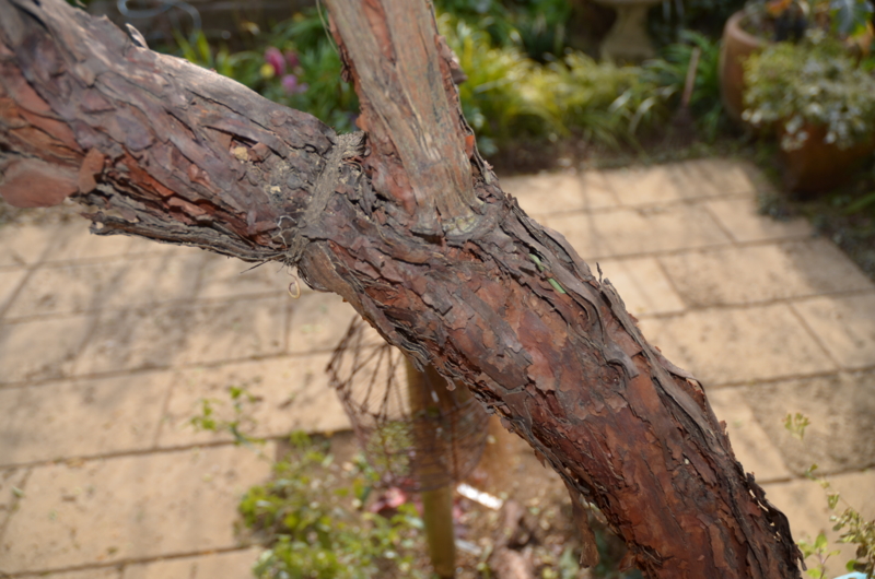 f:id:mitioyoneko:20120119102037j:image