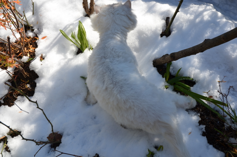 f:id:mitioyoneko:20120125110101j:image
