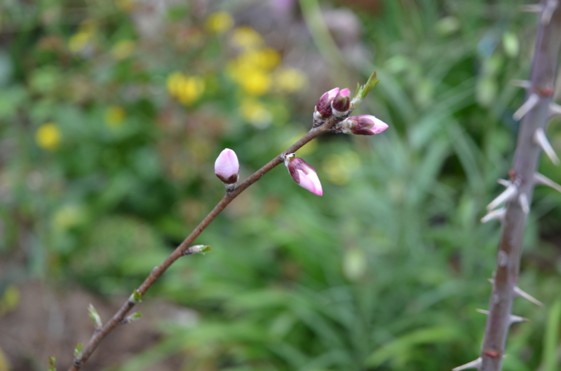 f:id:mitioyoneko:20120330085348j:image