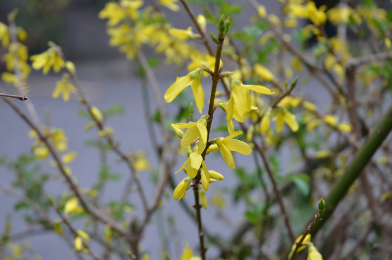 f:id:mitioyoneko:20120330085623j:image