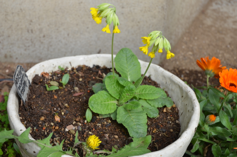 f:id:mitioyoneko:20120419092504j:image