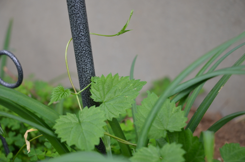 f:id:mitioyoneko:20120419094447j:image