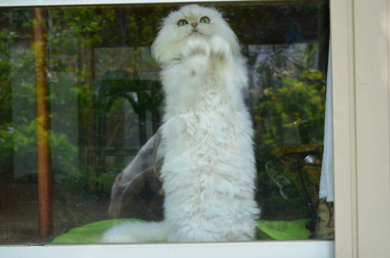 f:id:mitioyoneko:20120419103436j:image