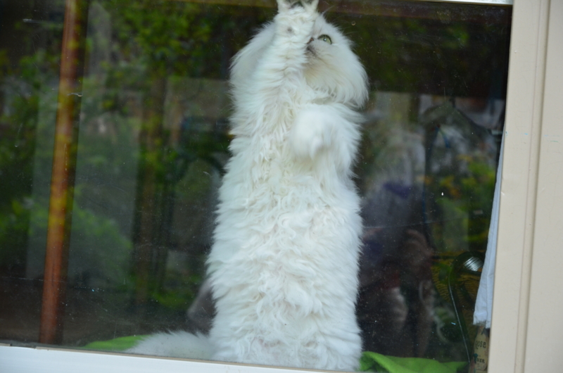 f:id:mitioyoneko:20120419103557j:image