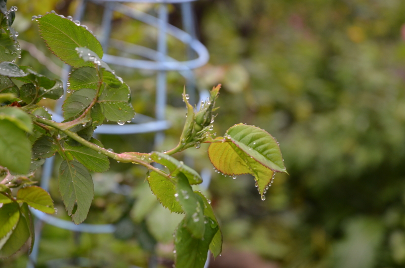 f:id:mitioyoneko:20120423095848j:image