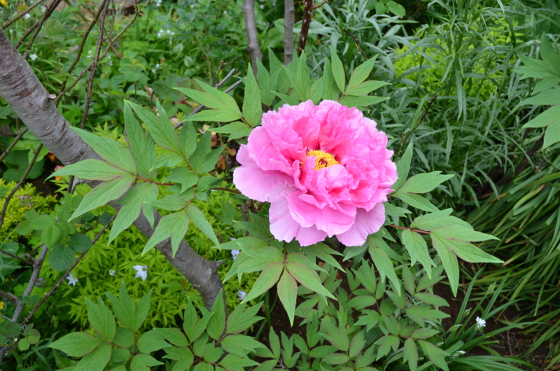 f:id:mitioyoneko:20120426090854j:image