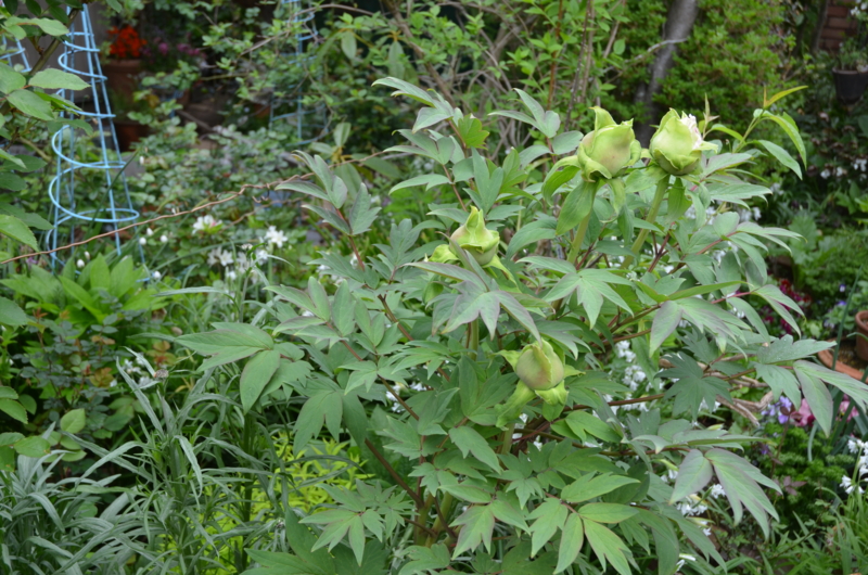 f:id:mitioyoneko:20120426090908j:image