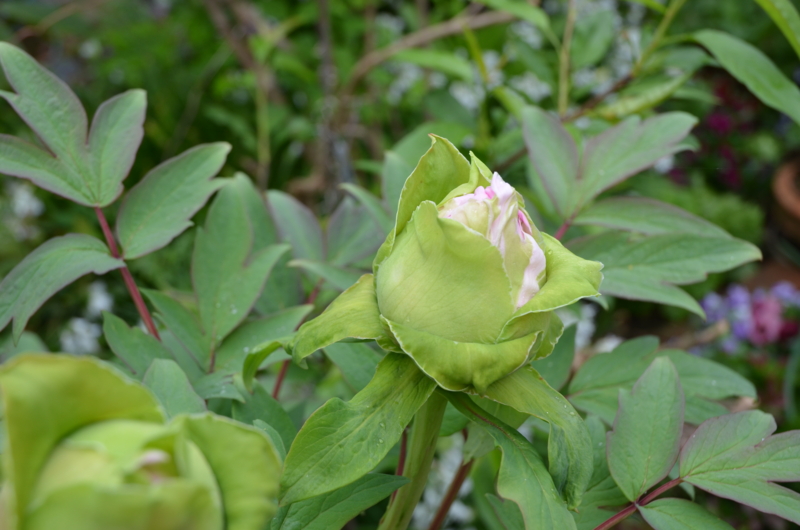 f:id:mitioyoneko:20120426090914j:image