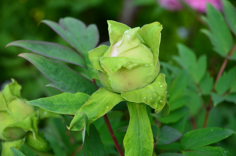 f:id:mitioyoneko:20120428090420j:image