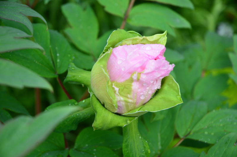 f:id:mitioyoneko:20120428090424j:image