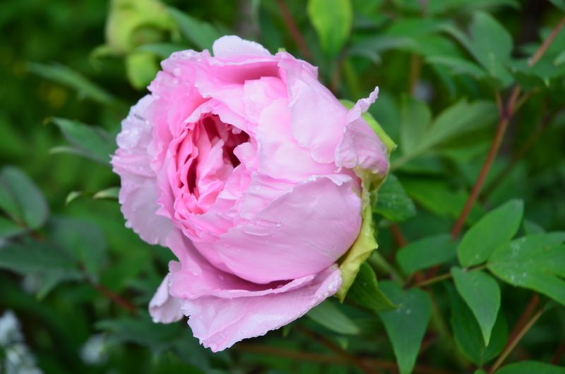 f:id:mitioyoneko:20120428090432j:image