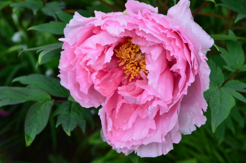 f:id:mitioyoneko:20120428090451j:image