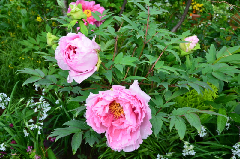 f:id:mitioyoneko:20120428090503j:image