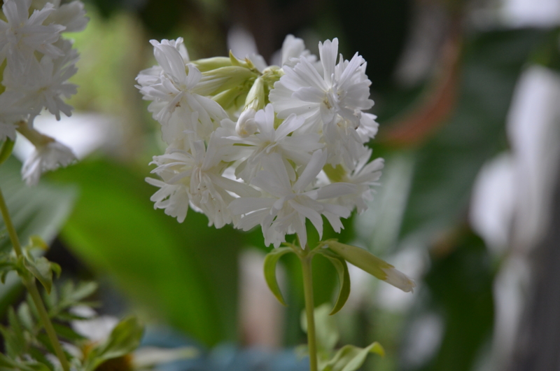 白八重咲きのハーブの花 ソープワート 桐原春子の ハーブダイアリー