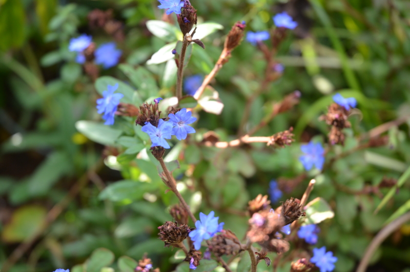 青い花二つ 桐原春子の ハーブダイアリー