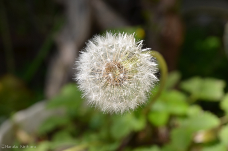 f:id:mitioyoneko:20130521104744j:image