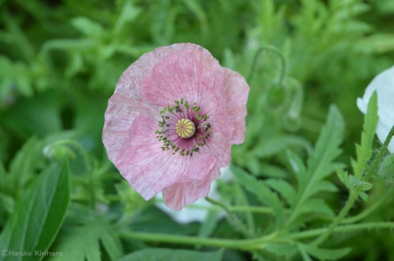 f:id:mitioyoneko:20130523135631j:image