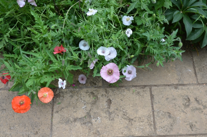 f:id:mitioyoneko:20130526093705j:image