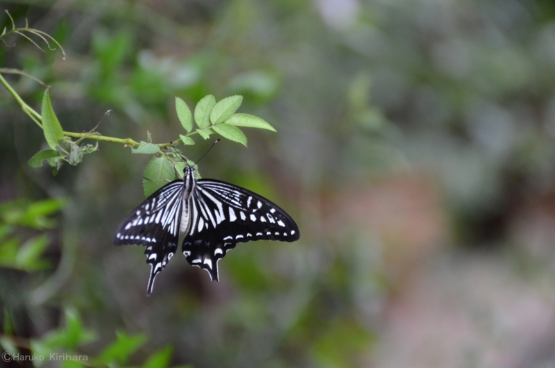 f:id:mitioyoneko:20130826171115j:image