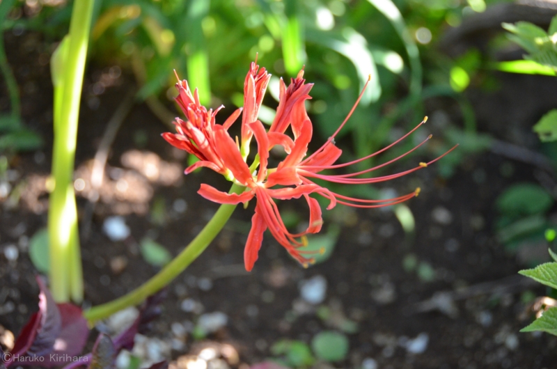 f:id:mitioyoneko:20130917162105j:image