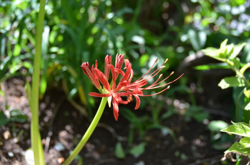 f:id:mitioyoneko:20130917163329j:image